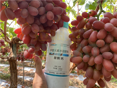 鈣肥，拉姆拉，翠姆