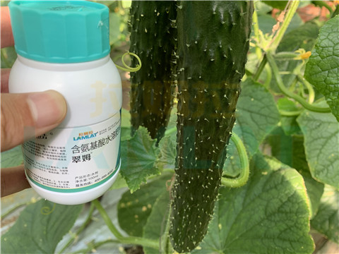 水溶肥，拉姆拉，翠姆