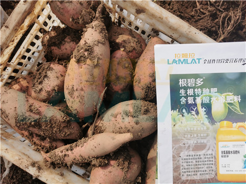 水溶肥，拉姆拉，翠姆