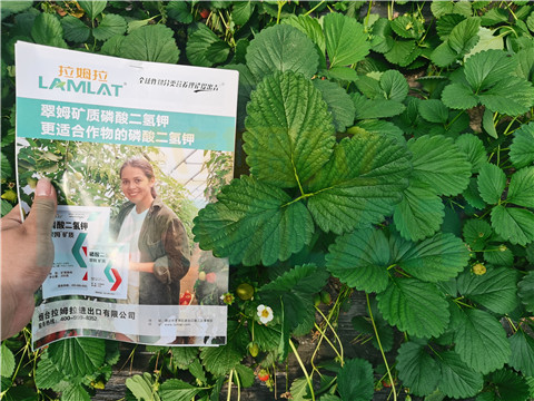 l磷酸二氫鉀，拉姆拉，翠姆