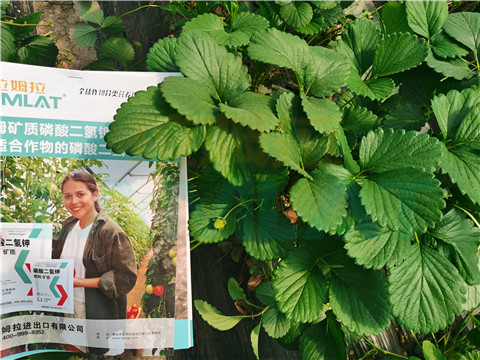 l磷酸二氫鉀，拉姆拉，翠姆