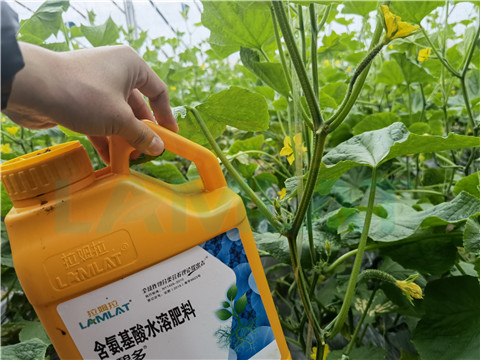生根劑，拉姆拉，翠姆