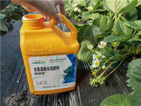 水溶肥，拉姆拉，翠姆