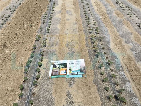 水溶肥，拉姆拉，翠姆