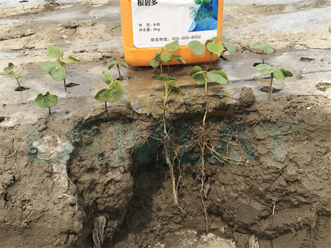 水溶肥，拉姆拉，翠姆