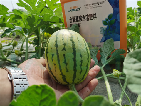 水溶肥，拉姆拉，翠姆