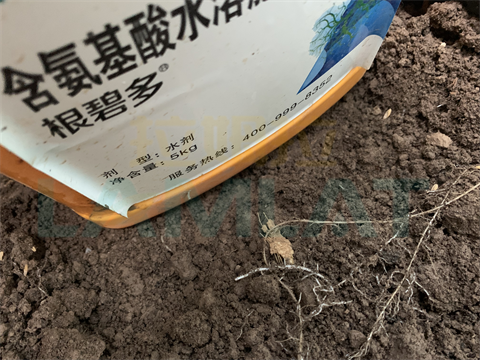 黃瓜根線蟲,拉姆拉,翠姆 黃瓜根線蟲,拉姆拉,翠姆