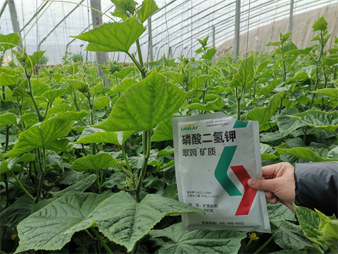 水溶肥，翠姆，拉姆拉