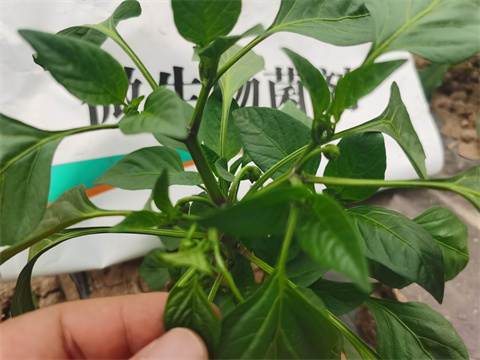 水溶肥，翠姆，拉姆拉