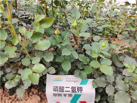 水溶肥廠家,翠姆,玫瑰水溶肥 水溶肥廠家,翠姆,玫瑰水溶肥
