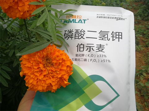 水溶肥,伯示麥,萬(wàn)壽菊種植技術(shù) 水溶肥,伯示麥,萬(wàn)壽菊種植技術(shù)