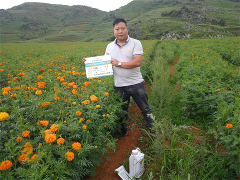 水溶肥,伯示麥,萬(wàn)壽菊種植技術(shù) 水溶肥,伯示麥,萬(wàn)壽菊種植技術(shù)