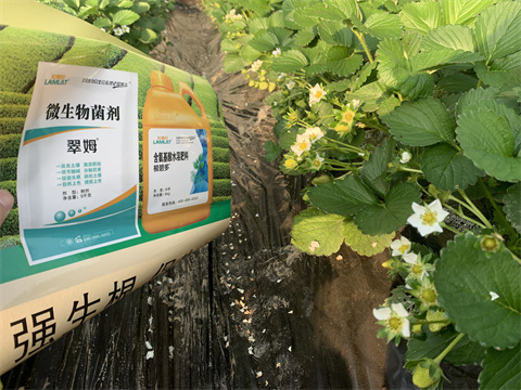 水溶肥價格，翠姆，草莓水溶肥