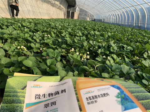 水溶肥價格，翠姆，草莓水溶肥