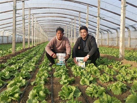 水溶肥,翠姆,生菜種植 水溶肥,翠姆,生菜種植