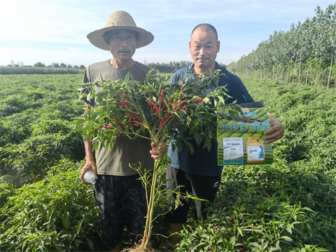 水溶肥,翠姆,辣椒種植 水溶肥,翠姆,辣椒種植