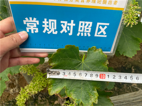 葡萄地鹽堿化.拉姆拉,翠姆水溶肥 葡萄地鹽堿化.拉姆拉,翠姆水溶肥