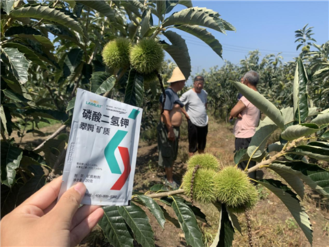 水溶肥,板栗種植,翠姆 水溶肥,板栗種植,翠姆