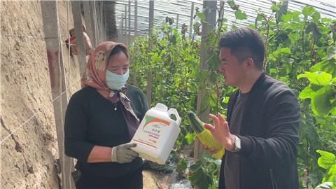 水溶肥品牌,羊角蜜種植,伯示麥水溶肥 水溶肥品牌,羊角蜜種植,伯示麥水溶肥