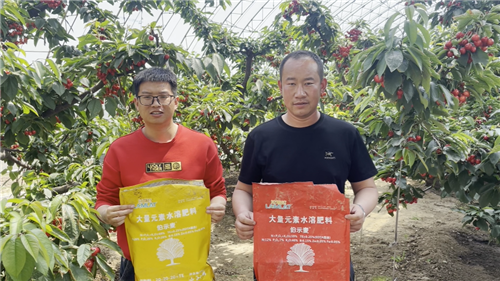 櫻桃種植,水溶肥廠家,伯示麥水溶肥 櫻桃種植,水溶肥廠家,伯示麥水溶肥