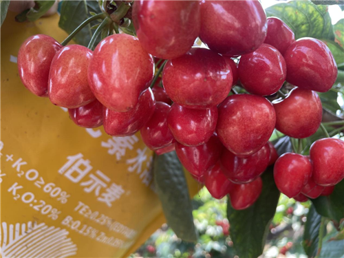 櫻桃種植,水溶肥廠家,伯示麥水溶肥 櫻桃種植,水溶肥廠家,伯示麥水溶肥