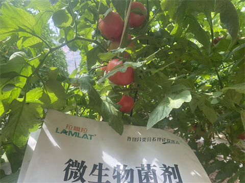 西紅柿種植,進口水溶肥,翠姆 西紅柿種植,進口水溶肥,翠姆