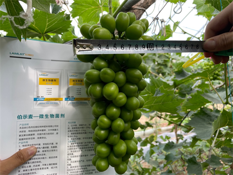 陽(yáng)光玫瑰葡萄,水溶肥,伯示麥 陽(yáng)光玫瑰葡萄,水溶肥,伯示麥