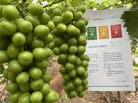 陽(yáng)光玫瑰葡萄,水溶肥,伯示麥 陽(yáng)光玫瑰葡萄,水溶肥,伯示麥