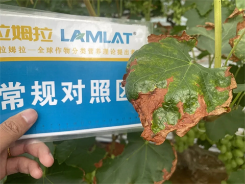 土壤板結(jié)鹽漬化,微生物菌劑,翠姆 土壤板結(jié)鹽漬化,微生物菌劑,翠姆