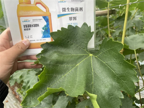 土壤板結(jié)鹽漬化,微生物菌劑,翠姆 土壤板結(jié)鹽漬化,微生物菌劑,翠姆
