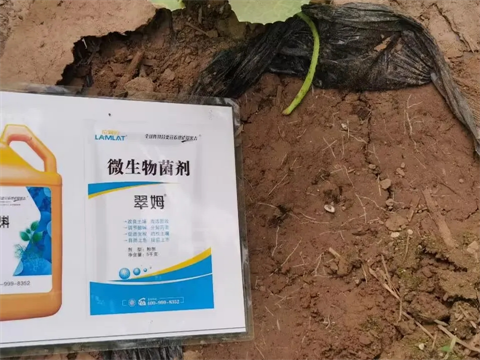 土壤板結(jié)鹽漬化,微生物菌劑,翠姆 土壤板結(jié)鹽漬化,微生物菌劑,翠姆