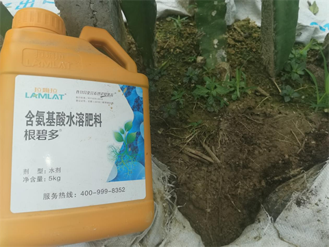 火龍果種植,水溶肥,翠姆 火龍果種植,水溶肥,翠姆