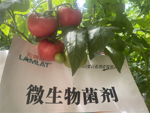 西紅柿種植,進口水溶肥,翠姆 西紅柿種植,進口水溶肥,翠姆