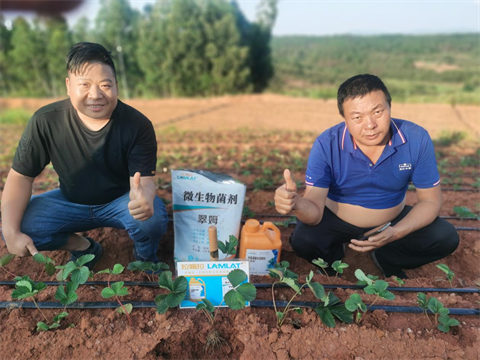草莓移栽,翠姆水溶肥,進口水溶肥 草莓移栽,翠姆水溶肥,進口水溶肥