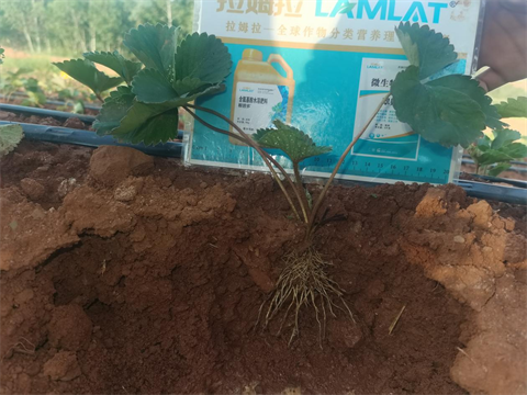 草莓移栽,翠姆水溶肥,進口水溶肥 草莓移栽,翠姆水溶肥,進口水溶肥