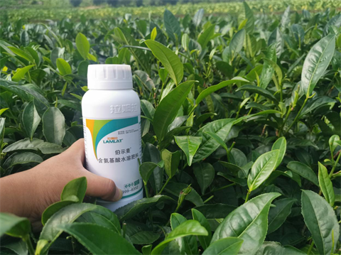 茶樹種植,水溶肥品牌,伯示麥 茶樹種植,水溶肥品牌,伯示麥