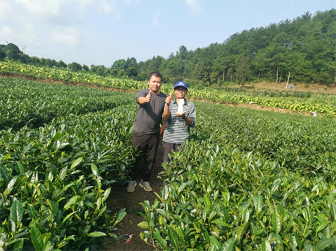 茶樹種植,水溶肥品牌,伯示麥 茶樹種植,水溶肥品牌,伯示麥