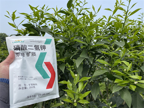柑橘種植,水溶肥,翠姆 柑橘種植,水溶肥,翠姆
