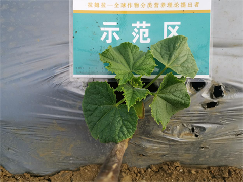 黃瓜種植,進口水溶肥,拉姆拉 黃瓜種植,進口水溶肥,拉姆拉