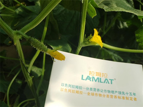 黃瓜種植,進口水溶肥,拉姆拉 黃瓜種植,進口水溶肥,拉姆拉