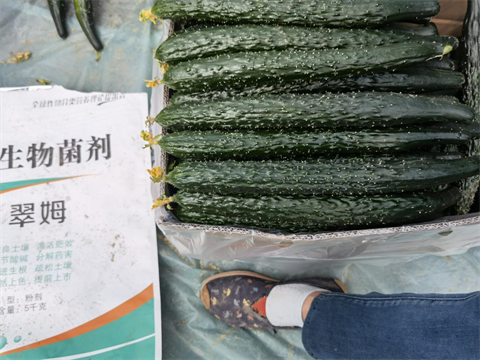 黃瓜種植,進口水溶肥,拉姆拉 黃瓜種植,進口水溶肥,拉姆拉