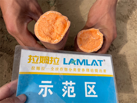 紅薯施肥,進(jìn)口水溶肥,拉姆拉水溶肥 紅薯施肥,進(jìn)口水溶肥,拉姆拉水溶肥