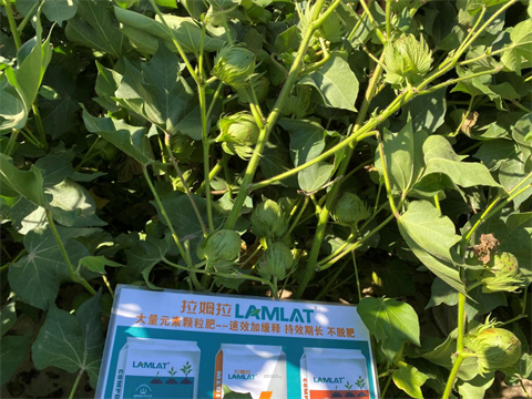 棉花施肥,進口水溶肥,翠姆水溶肥 棉花施肥,進口水溶肥,翠姆水溶肥