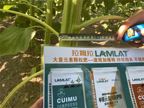 葵花種植,水溶肥廠家,翠姆水溶肥 葵花種植,水溶肥廠家,翠姆水溶肥