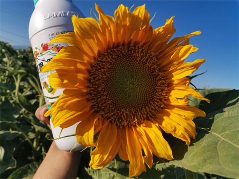 葵花種植,水溶肥廠家,翠姆水溶肥 葵花種植,水溶肥廠家,翠姆水溶肥