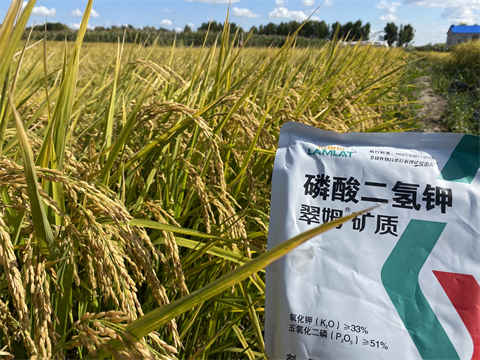 水稻種植,進(jìn)口磷酸二氫鉀,翠姆水溶肥 水稻種植,進(jìn)口磷酸二氫鉀,翠姆水溶肥