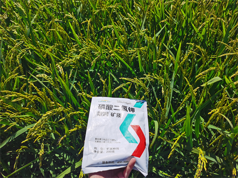 水稻種植,進(jìn)口磷酸二氫鉀,翠姆水溶肥 水稻種植,進(jìn)口磷酸二氫鉀,翠姆水溶肥