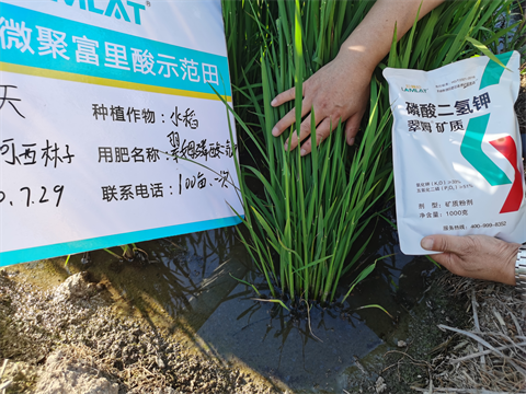 水稻種植,進(jìn)口磷酸二氫鉀,翠姆水溶肥 水稻種植,進(jìn)口磷酸二氫鉀,翠姆水溶肥