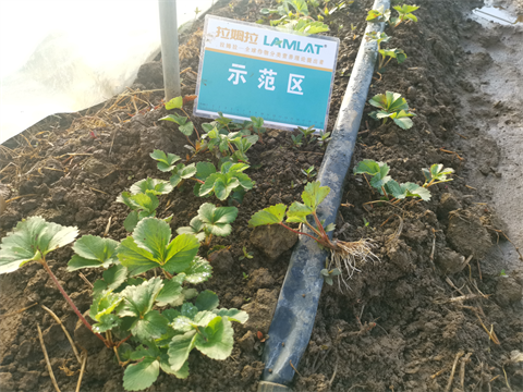草莓種植,進(jìn)口水溶肥,翠姆水溶肥 草莓種植,進(jìn)口水溶肥,翠姆水溶肥
