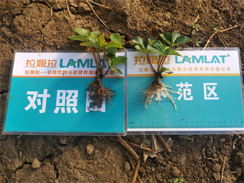草莓種植,進(jìn)口水溶肥,翠姆水溶肥 草莓種植,進(jìn)口水溶肥,翠姆水溶肥